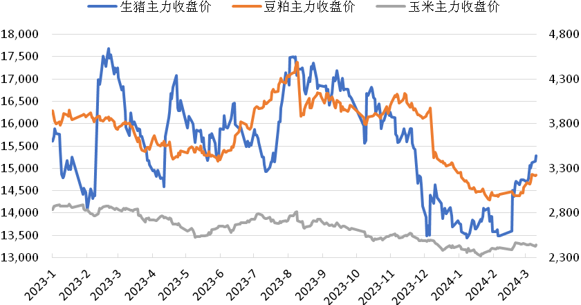 生猪反弹之后，产业链中的玉米和豆粕何去何从？