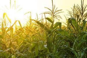 玉米要涨？美玉米种得少了，国内新麦快熟了