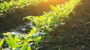 大豆/玉米比价对本年度种植季的启示